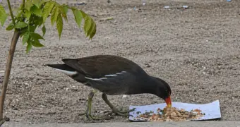 Редкая для региона птица попала на ВИДЕО в Актау