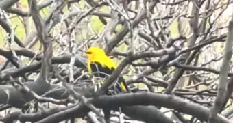 Еще одну необычную птицу заметили в Актау