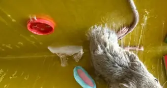 Жители 4 микрорайона Актау самостоятельно ведут борьбу с нашествием мышей