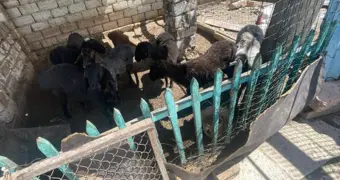 Операция «Ягненок»: в одном из сел Мангистау задержали скотокрада