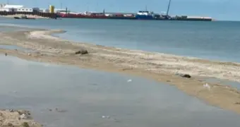 На побережье села Баутино нашли мёртвых тюленей