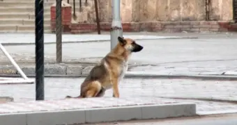 Чиновники не знают, кто отстреливал собак в селе Акшукур
