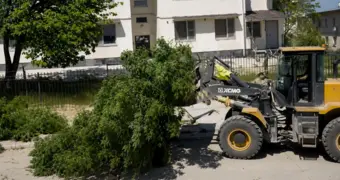 В Актау из двора вывезли огромное дерево: что произошло на самом деле