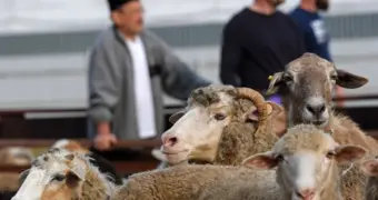 Новый формат жертвоприношения на Курбан айт в Казахстане: ДУМК запустило спецсайт и оплату по QR
