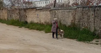 «Город загажен»: жители Актау требуют наказать владельцев собак за безответственный выгул
