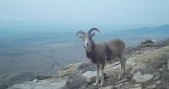 Опубликованы новые кадры с фотоловушек в заповеднике Устюрт