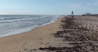 Десятки туш выбросило на берег в Мангистау
