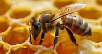 Названы продукты, которые исчезнут из-за вымирания пчел
