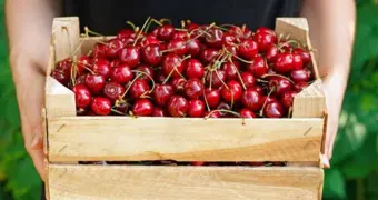 Как выбрать самую вкусную черешню — на что обратить внимание перед покупкой