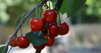 Как выбрать вкусную клубнику и черешню: советы специалистов