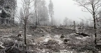 Ученые предупредили о возможном шестом массовом вымирании на Земле