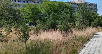 «Достаточно одной спички»: жители Актау опасаются пожара в сквере Шевченко