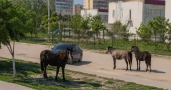 Город для людей или для лошадей? Как в Актау борются с бесхозными животными
