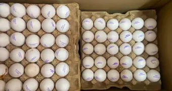 Яйцам - бой: в Актау уничтожили 390 штук незаконной продукции российского происхождения