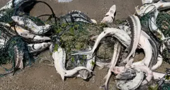 На берегу Каспия засняли рыболовные сети с осетром