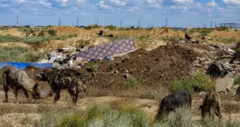 Власти Актау готовят конкурс на отлов безнадзорных животных