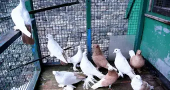 Птицы-палачи: обычные голуби медленно и незаметно душили своего хозяина четверть века