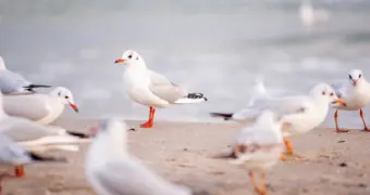 Каспийское море признано важным экологическим узлом в распространении птичьего гриппа