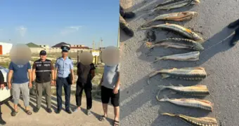 В Мангистау пресекли незаконную перевозку рыбы