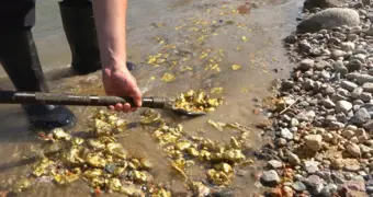 Разворотили реку ради золота: в Казахстане накрыли подпольный прииск с гигантской техникой