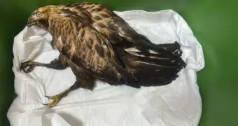 Спасенный краснокнижный курганник в Жетыбае больше не сможет летать