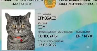Казахстанцы выдают котам «удостоверения»: eGov рассказал о настоящих паспортах питомцев