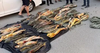 В Мангистау пресекли незаконную перевозку 62 осетров