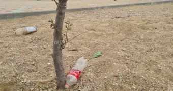 Жители Актау пожаловались на отсутствие полива деревьев возле дома