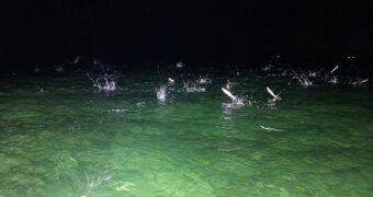 Каспий словно закипел: почему кефаль массово выпрыгивала из воды у побережья Мангистау