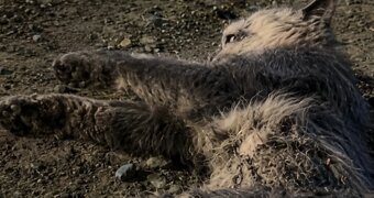 Увиденное заставило его развернуть машину: что произошло ночью в Актау