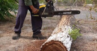 В Актау с начала года убрали более 400 засохших деревьев