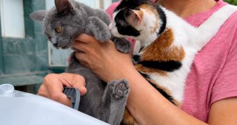Недетская жестокость: в Актау полиция нашла несовершеннолетних мучителей кошек
