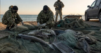 Браконьерство на Каспии: пограничники предотвратили ущерб на 561 млн тенге