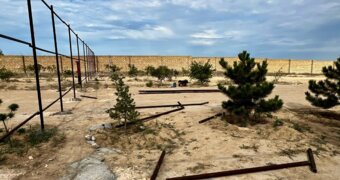 Сосны оказались на участке под застройку: жители Актау просят спасти деревья