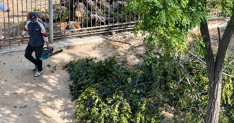 Зеленые деревья спилили на территории детского сада в Актау — акимат дал разъяснения