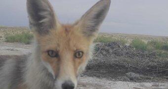 Фотоловушки показали жизнь животных Устюрта в дикой природе