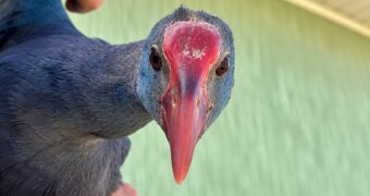 18 дней борьбы за жизнь: ветеринар рассказала историю спасения краснокнижной птицы в Актау