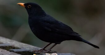 Учёные выяснили, какая птица поёт приятнее всех для человека