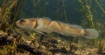 В Каспийском море у берегов Казахстана обнаружили новый вид рыбы