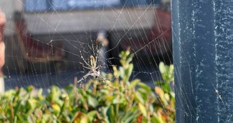 Пауки облюбовали кустарники Актау: опасны ли они для людей