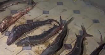 В Жанаозене полицейские изъяли краснокнижных осетров
