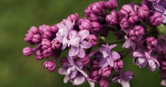 Весна посреди осени: на севере Казахстана зацвела сирень