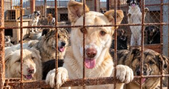 Более 600 собак ждут помощи в Актау: у приюта закончились запасы крупы