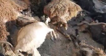 Стадо овец погибло в селе Бейнеу: причина гибели животных пока неизвестна
