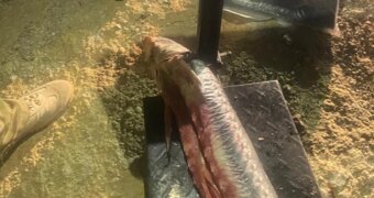 Браконьеры скрылись, улов остался: мешки с незаконно выловленным осетром обнаружили в Мангистау