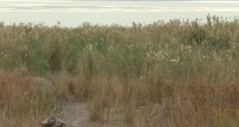 Крупнейшее озеро Жамбылской области отступило от берегов на сотни метров