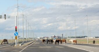 Водители в Актау жалуются на бродячих верблюдов и лошадей на трассе в аэропорт