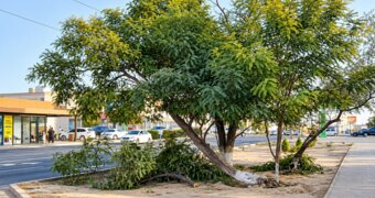 Зачем спиливают зелёные ветки деревьев в Актау