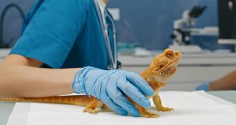 Ученые разрушили один из самых живучих мифов о человеческом мозге