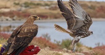 Двух хищных птиц выпустили на волю в Актау